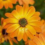 L.C.P Professionnel Cocooning Crème de Soin à l'Extrait de Calendula 200ml