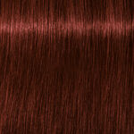 Schwarzkopf Professional Igora Royal Absolutes Coloration permanente 60ml 5-80 Châtain Clair Rouge Naturel